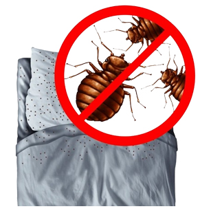 Bed-Bugs