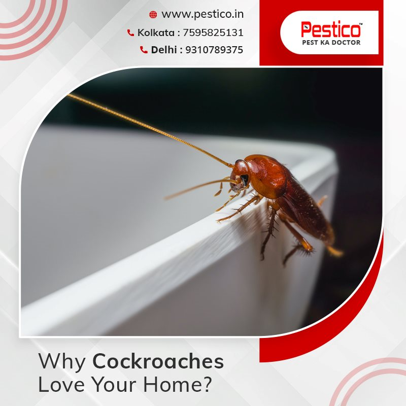 Cockroach control services Bangalore