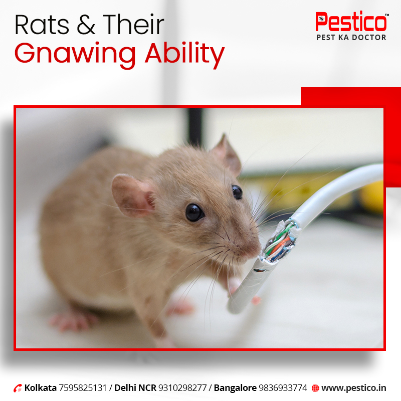 rat control services in Kolkata