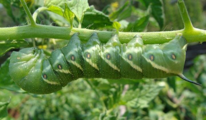 garden pests