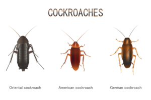 Common Types of Cockroaches & Their Infestations