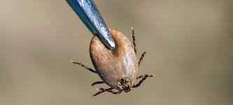 Tick Control