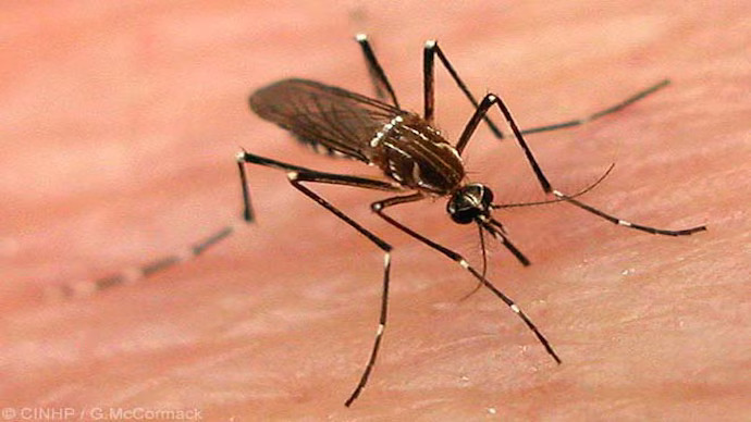 dengue maleria mosquitoes control