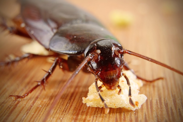 cockroach control