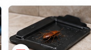 Glue and monitoring trap used for pest monitoring